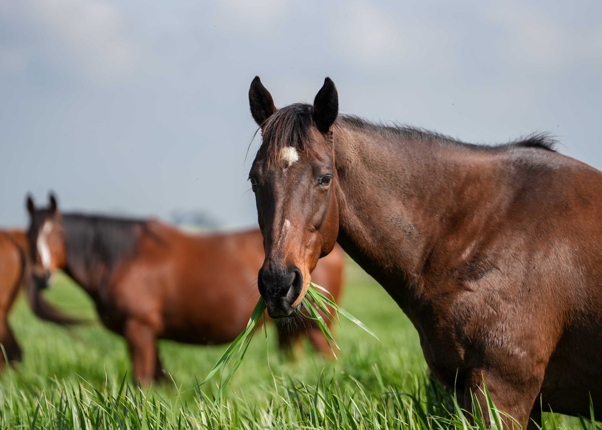 With a mouthful of grass and the winter sun on her back, Comtesse Dubois (Count Dubois) - stakes winner and multiple graded performer, as well as the three-quarter sister to stars Biarritz and Countess Corlia - grazes contentedly while nurturing the Expert Eye foal she carries.