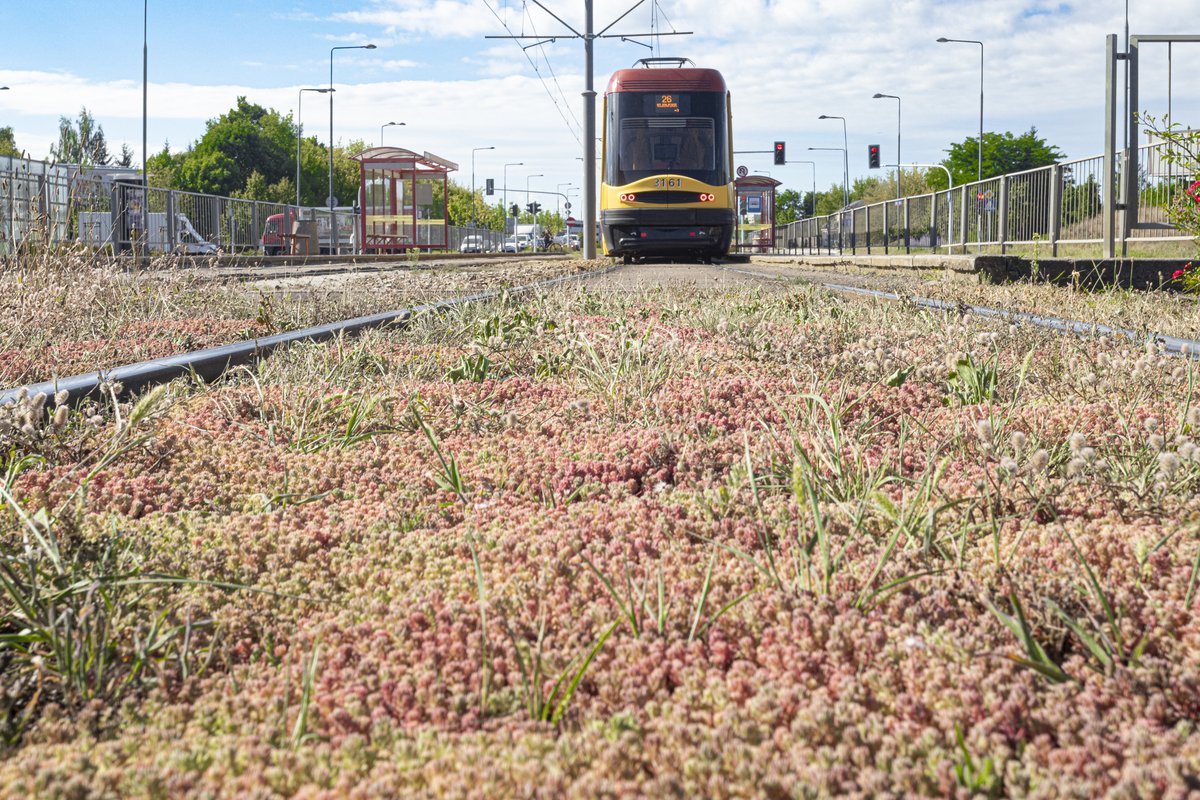 Sto lat zielonym torowiskom! Dokładnie 20 lat temu oddaliśmy pierwsze zielone torowisko - wzdłuż Powstańców Śląskich i al. Reymonta. Rozpoczynaliśmy od trawy, a w 2023 r. po raz pierwszy zazieleniliśmy torowisko mieszanką rozchodnika, ziół i bylin. Obecnie mamy już ok. 47 km toru