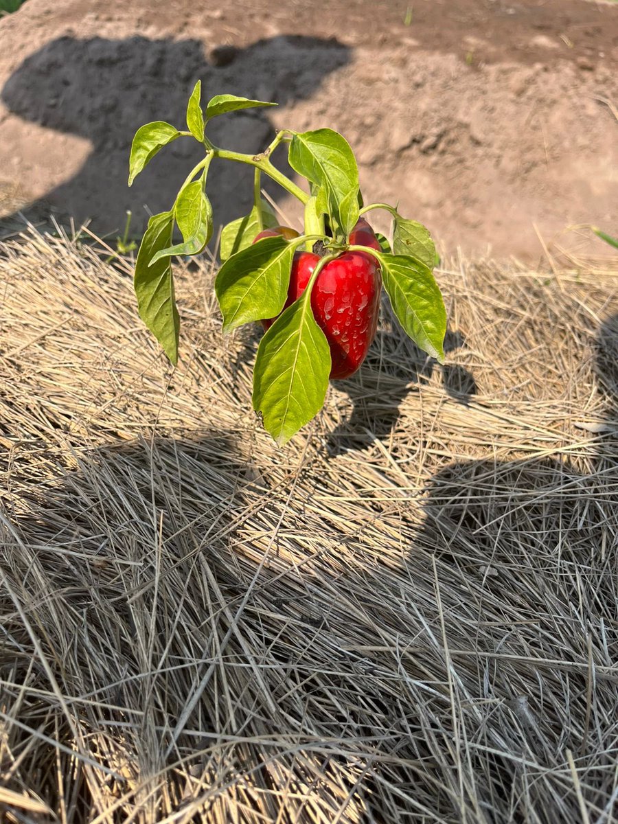 AFRA Team Sthoko Ngcobo, Lusanda Zondo and Sweet-side organics visited 5 of our supported farm dweller producers and they have taken to agroecology all principles and methods amazingly. They are producing healthy food is a sustainable way.