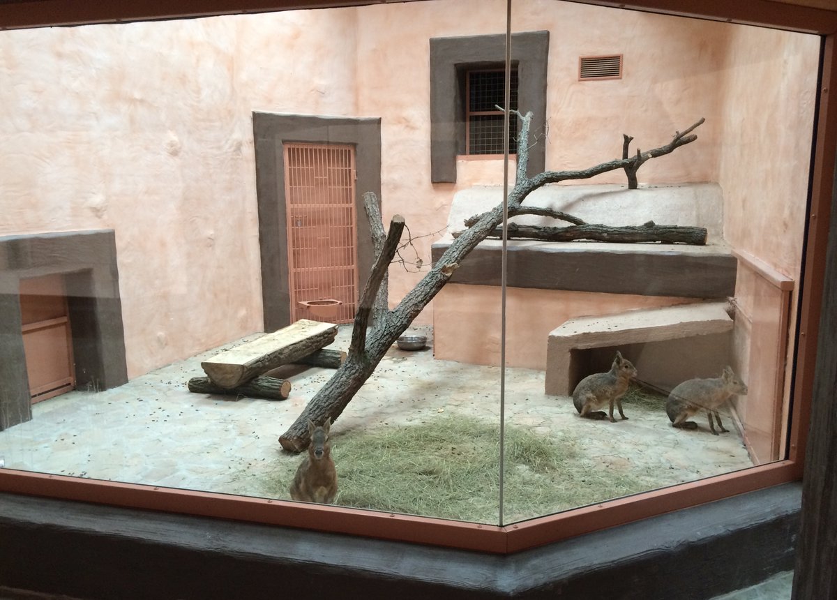 pilkingtonglass's tweet photo. #TBThursday The XII Months Zoo, located near Kyiv, is Ukraine's first year-round zoo, featuring over 100 species, including the rare white tiger. 🦁🐯
#glass #glazing #zoo #architecturalglass #extraclearglass #pilkington #laminatedglass
1/2 https://t.co/diM7sp4VCC