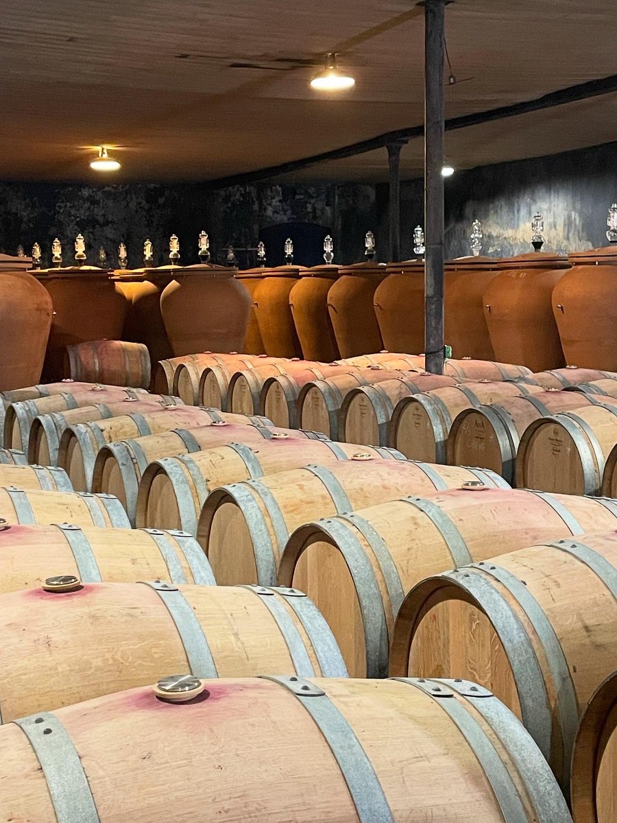 chriswinedoctor's tweet photo. Nice visit to Angludet this morning. 1. Merlot looking good. 2. Cabernet looking even better. 3. An army of jarres in the barrel cellar. 4. Evidence of last night’s wild boar visit. #angludet #chateauangludet #margaux #bordeaux #wine #merlot #cabernetsauvignon #jarres #amphorae https://t.co/ietZGYTzkO