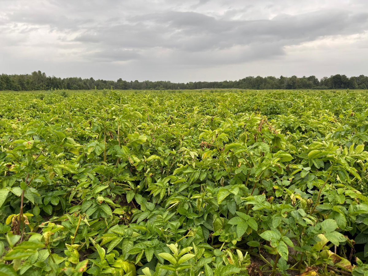 Usually the stuff we plant in June is the poorest yields. Not this year! 🥔👍 
#letThemGrow 🫡