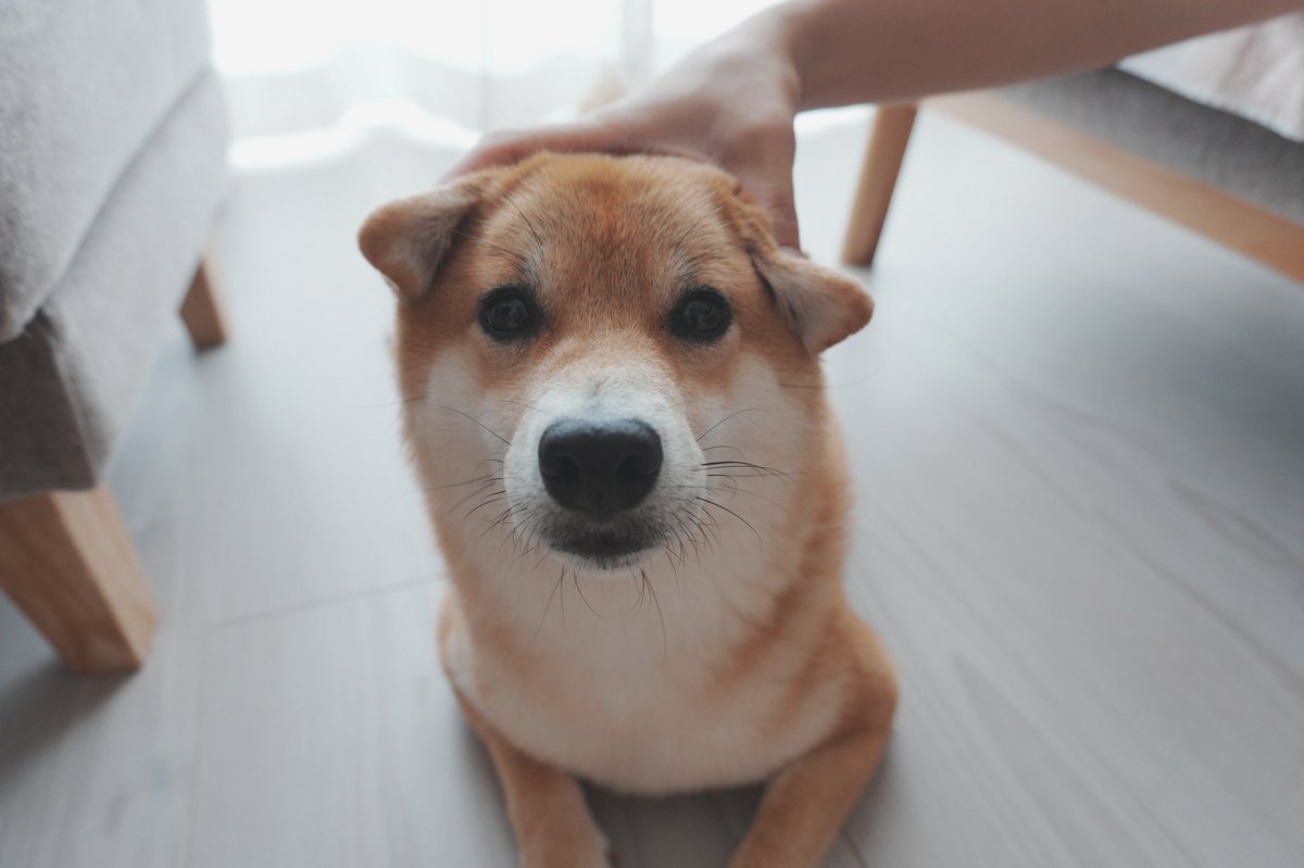 柴犬しばみ (@shibami_) / Posts / X