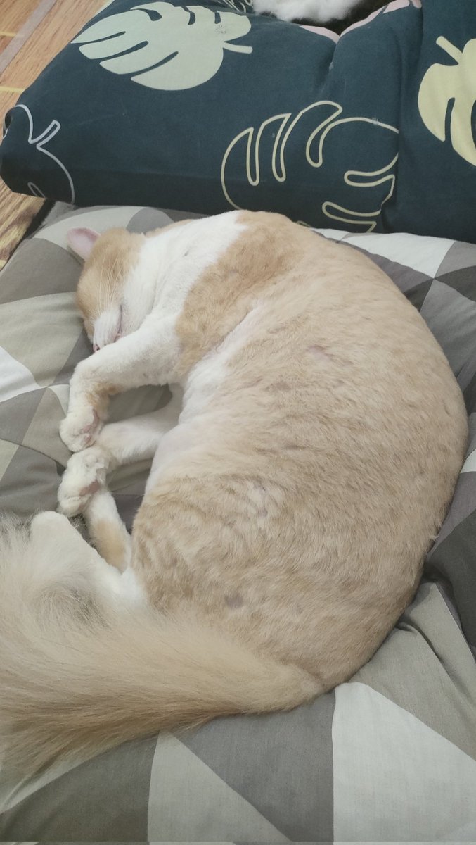 cisithecat's tweet image. punya spot masing2 buat tidur. Mesti ditemeni dulu baru mau tidur