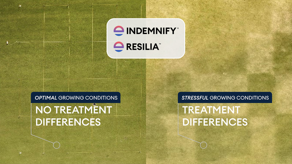 At <a href="/PinehurstResort/">Pinehurst Resort</a> No. 2 ⛳, long-term planning paid dividends.
Nearly a year after proactive applications, turf treated with Resilia™ root health solution and Indemnify® fungicide stood out — showing stronger roots, better resilience and visibly healthier turf under stress.
