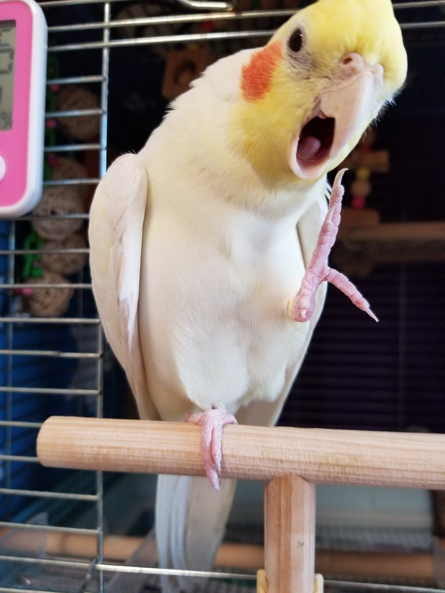 やぁ❗

8年前のボク✨
ご挨拶のポーズ
なかなかキマッてるでしょ？

#オカメインコ