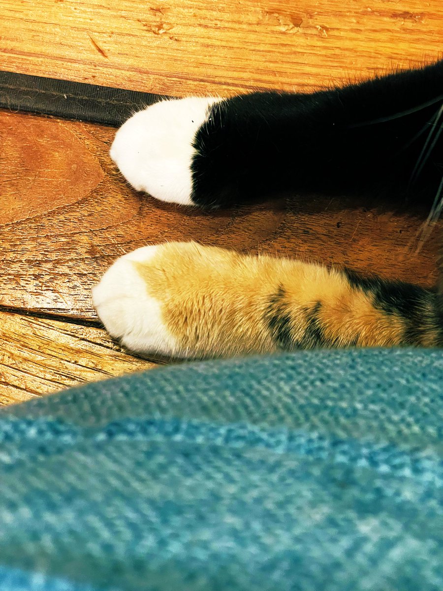 やせねこ様 Amazon.co.jp: 薬師窯 錦彩 鈴音お金 招き猫 高さ8cm にしだ