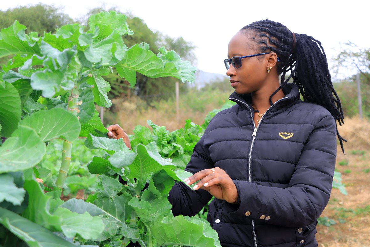 IrriHub's tweet photo. 👩🏾‍🌾Knowledge is power — and in farming, it’s the seed to a bigger harvest!
Our Irri-Hub team was in Kumpa training farmers on smart irrigation solutions — from drip kits to solar pumps and dam liners. 🌞💧
Together, we’re growing skills, saving water, and building a greener tomorrow. 🌱✨

Follow us to be in the loop when we have our next training session😅
📩 sales@irri-hub.com
 | 📞 0732957984 / 0112148880

#smartirrigation #climatesmartfarming #smartfarming #Irrihub #Irrihubke #farming #Kenya
