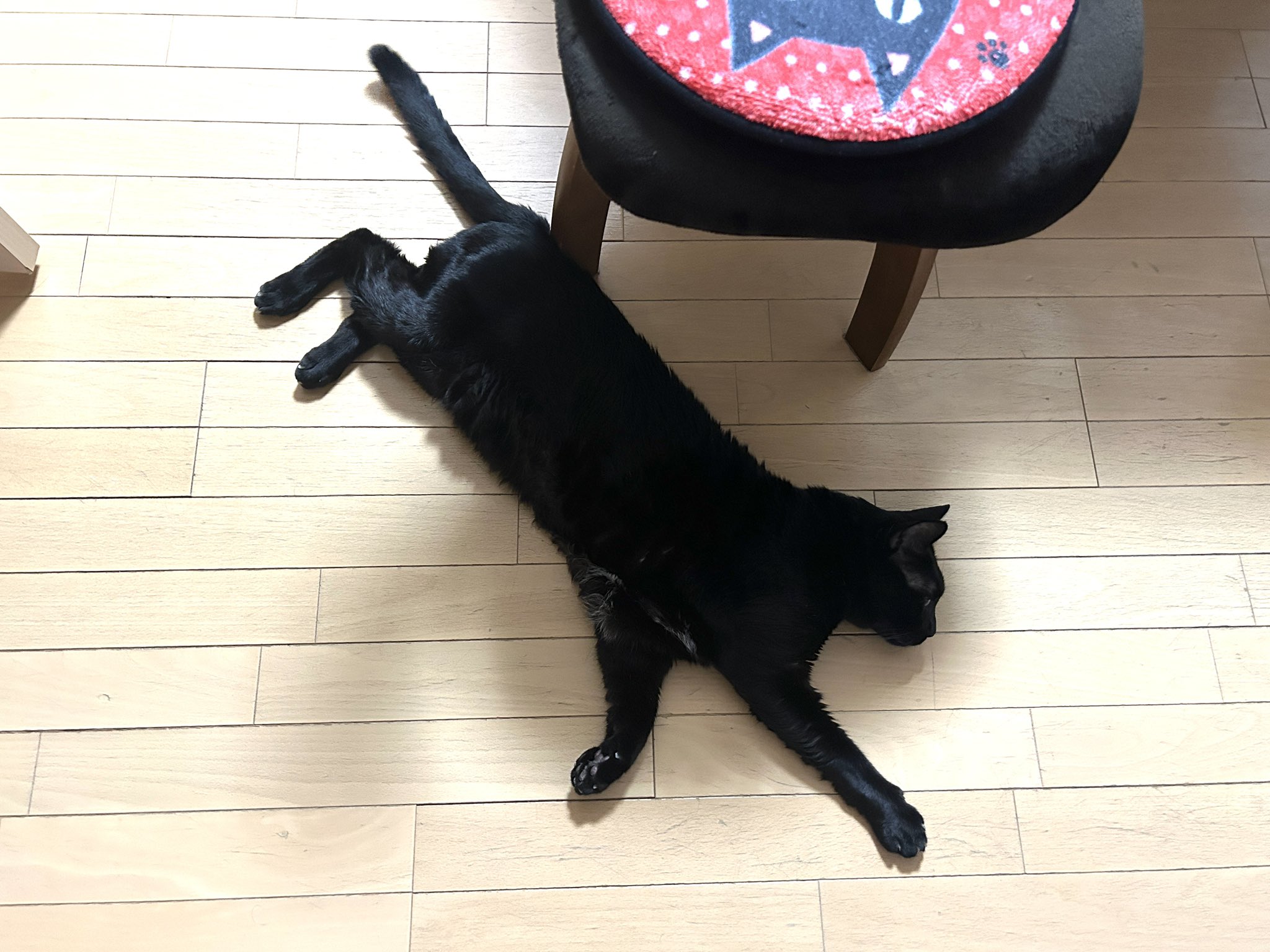 黒猫様♡ありがとうございます♡ Amazon.co.jp: クロちゃん ありがとう 黒猫と過ごした十九年