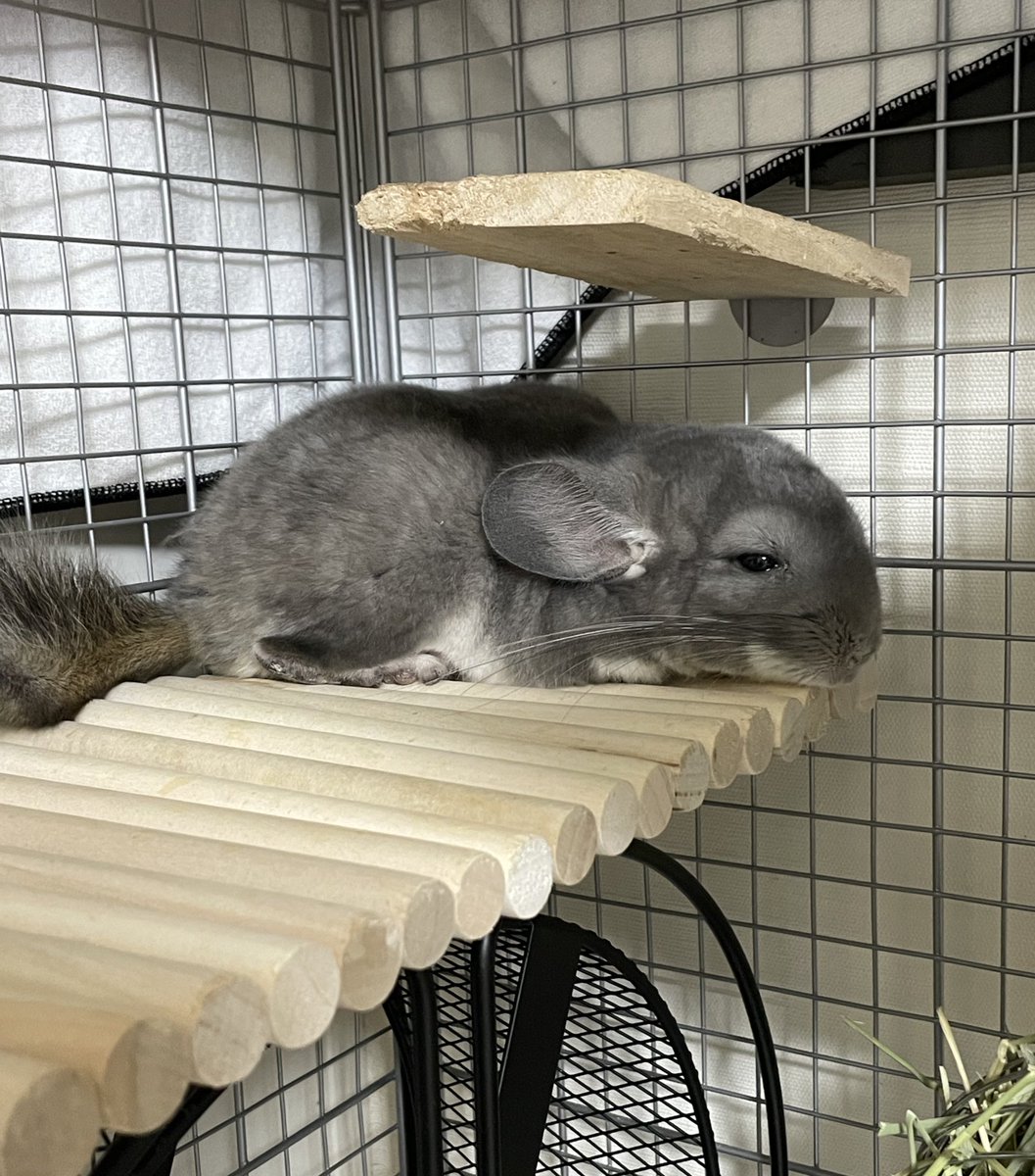 よしださくら on X