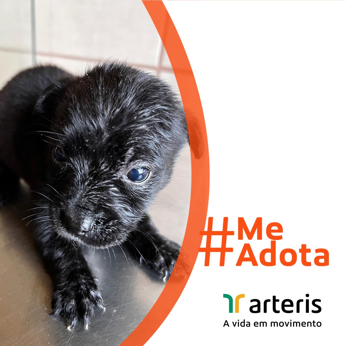 A Arteris Fernão Dias está dando uma nova chance para cães que foram encontrados em situações de risco nas rodovias. Desde 2020, o Projeto Me Adota transforma histórias de abandono em finais felizes.

▶️Saiba mais em: arteris.com.br/fique-por-dent…

#MeAdota 🐶
#ArterisFaz 💚💛