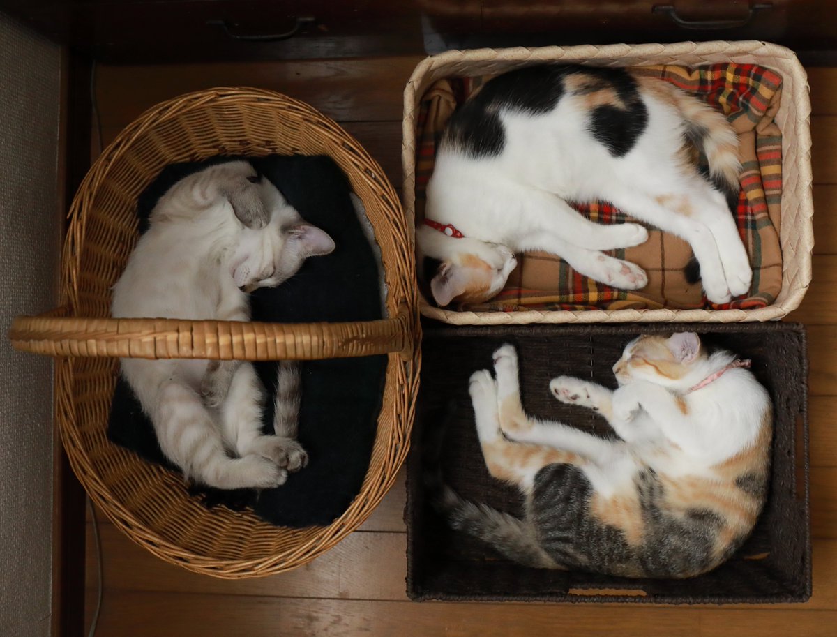 鈴木家猫詰め合わせギフト。ポストカードにしようかなฅ^•ω•^ฅ