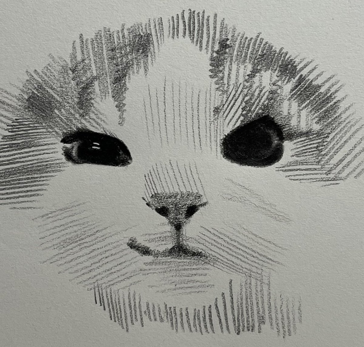 eueu185042's tweet image. 😼