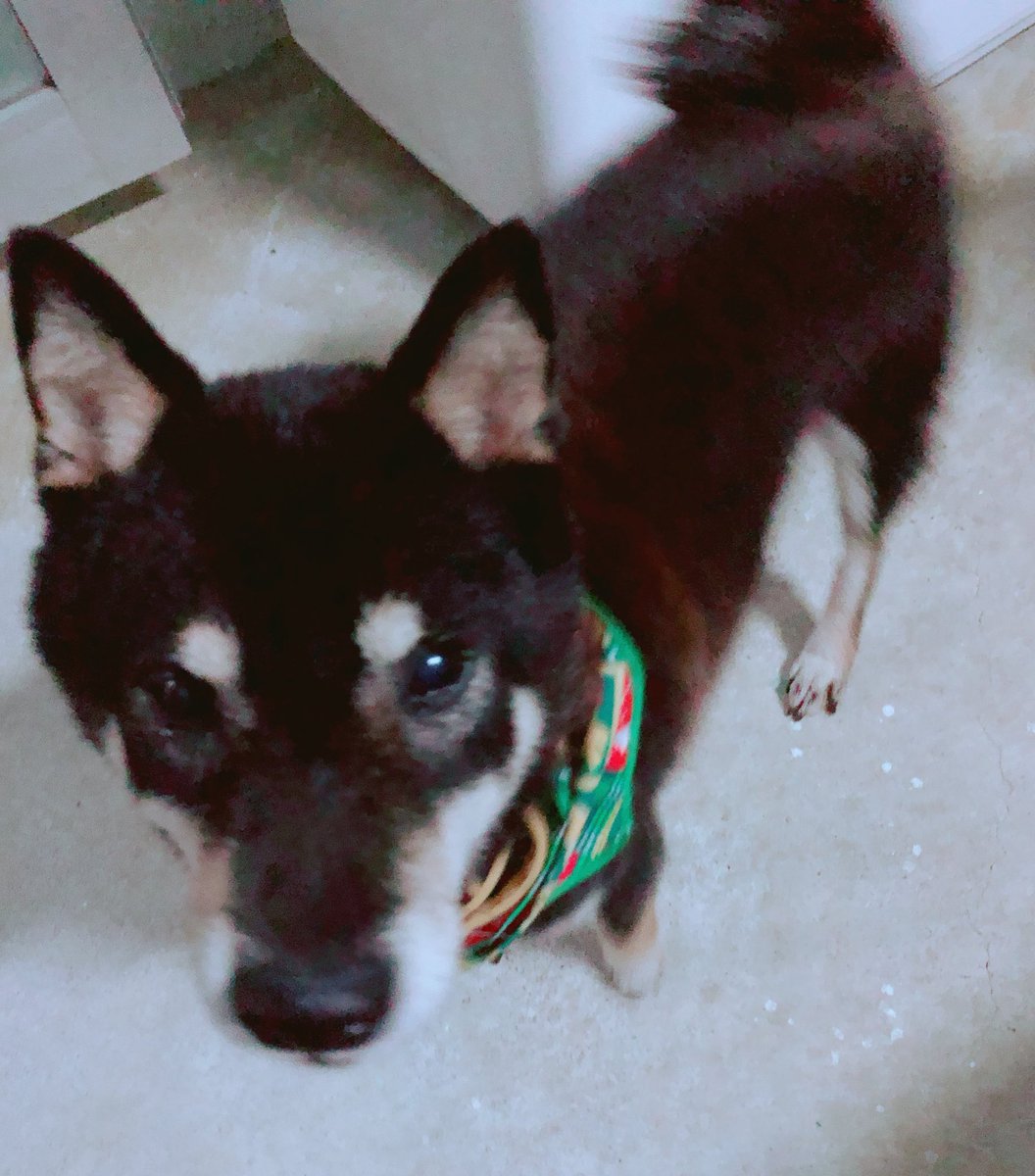 Katou_Rui's tweet photo. くろちゃん4回目の命日
はやいなぁ

最近はこーちゃんもいるから寂しくないね🐶🐶
2人で仲良く過ごしててね🫶

8年前、前すぎてなのか画質が😓 https://t.co/BmB4RurQ94