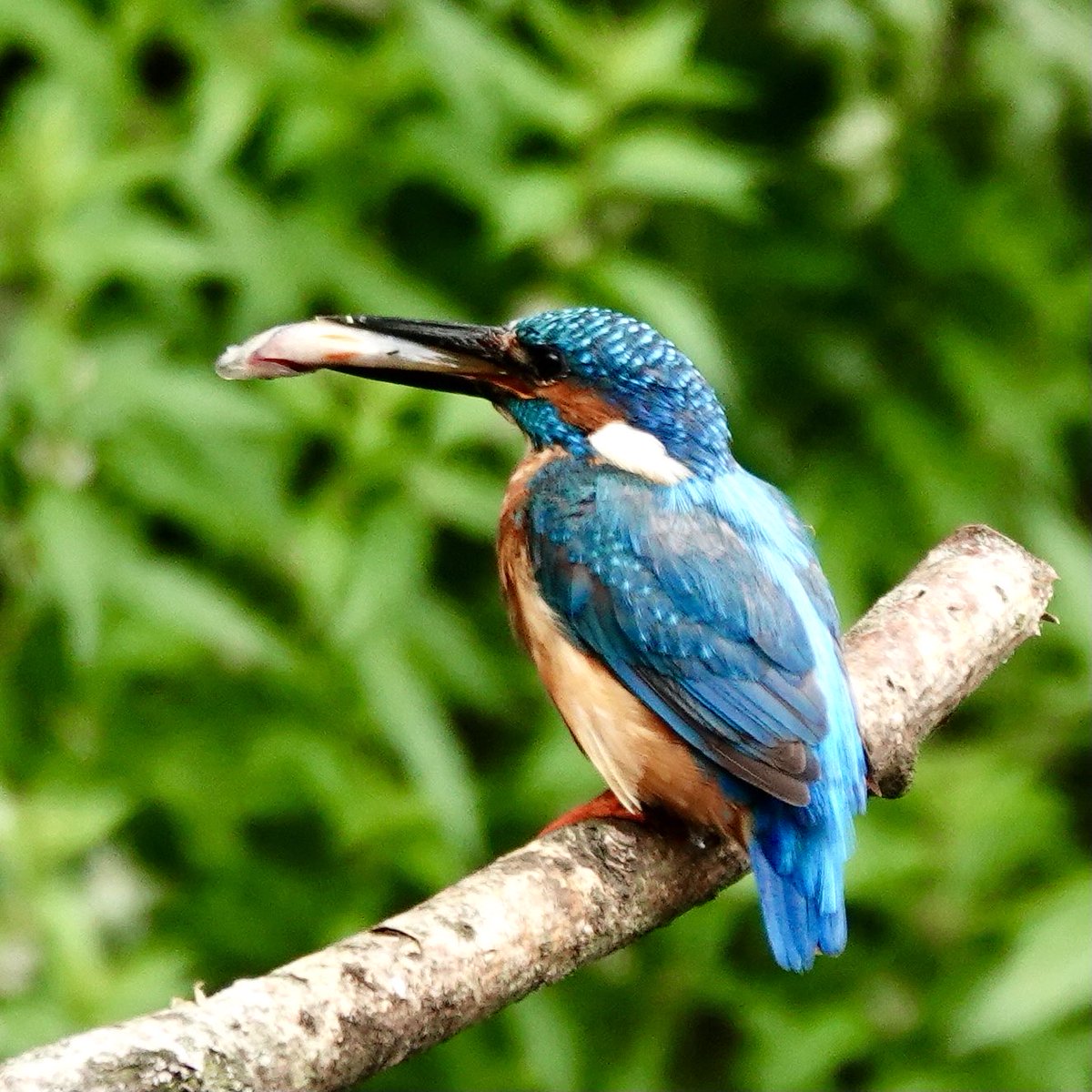 Nog een #ijsvogel gezien vanuit de vogelhut met een lekker visje, fijne avond 👋