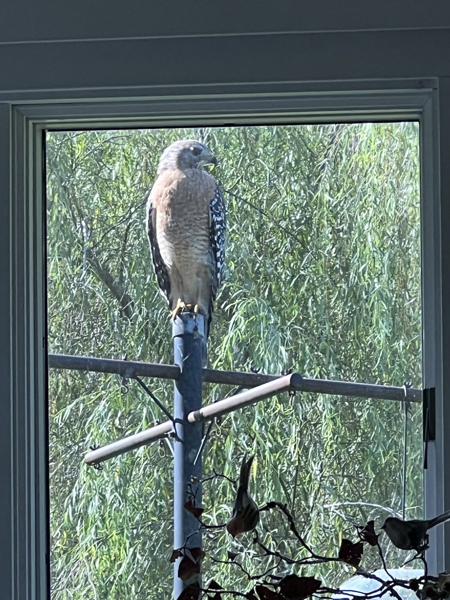 Jim Davis tweet media