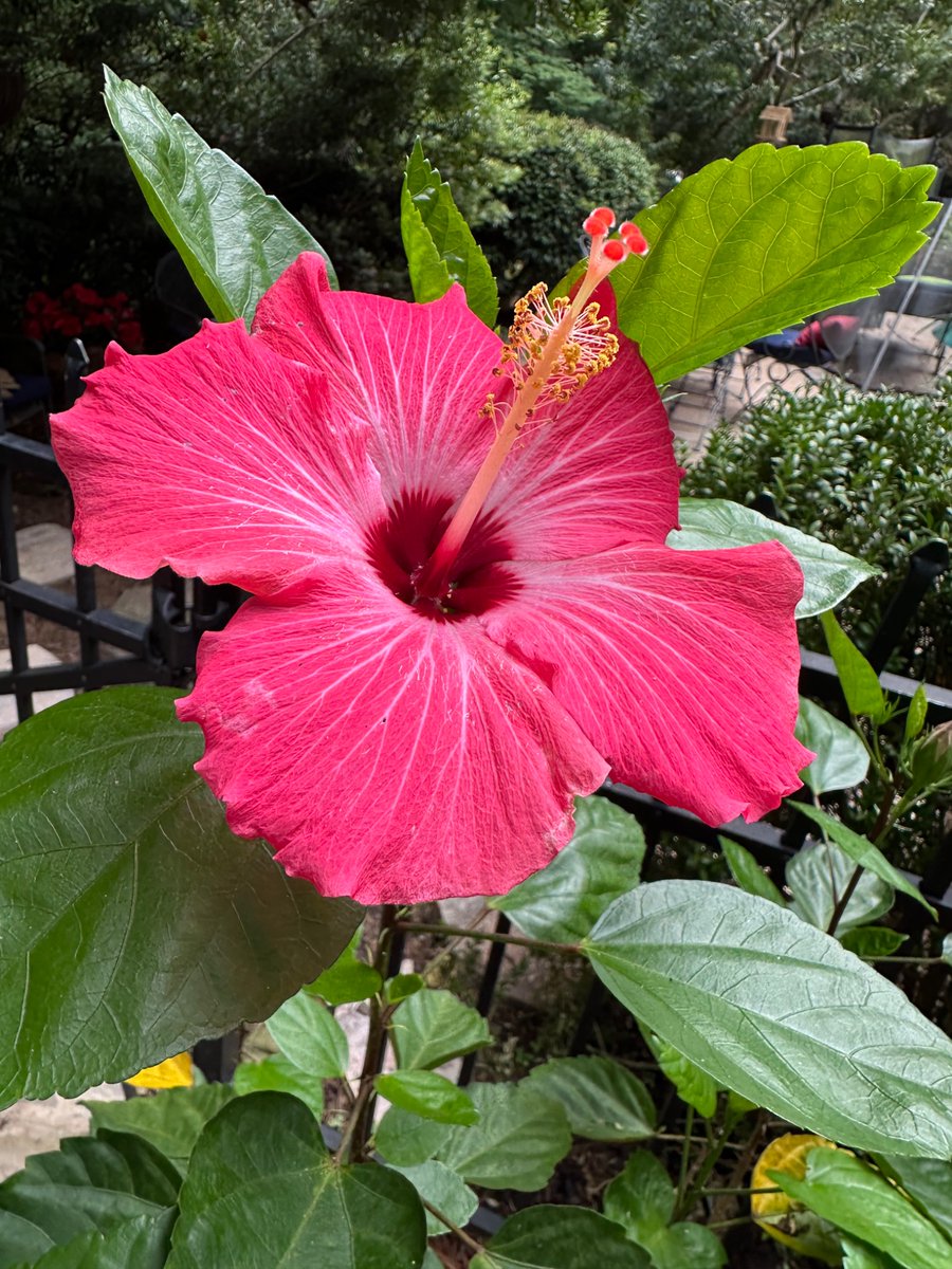 If you’d asked me this spring who would make a deeper run into fall, the Orioles or our hibiscuses, my answer would have been obvious, and also wrong…