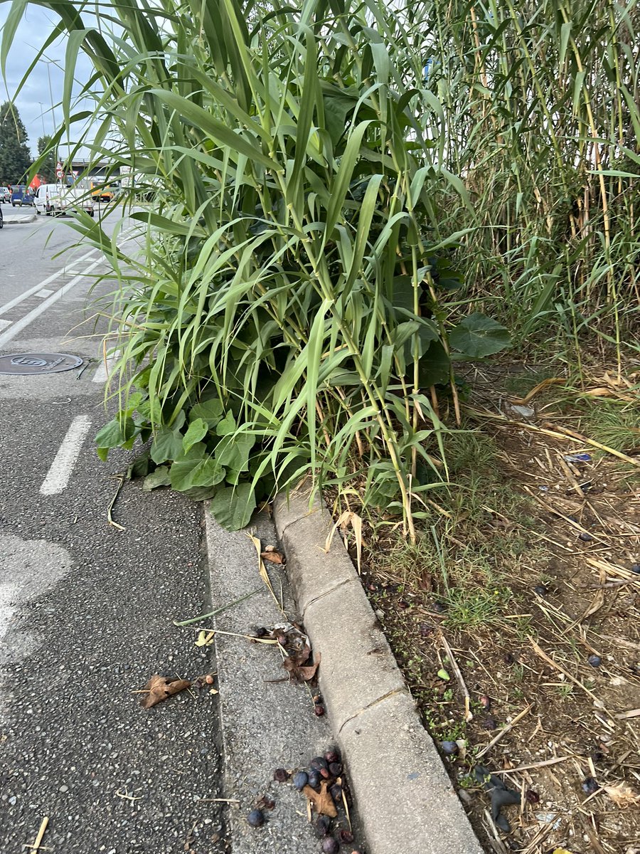 Hola? Es pot passar? #netejemgirona 
<a href="/gironabruta/">@gironabruta</a> <a href="/Girona_Cat/">Ajuntament de Girona</a> <a href="/alcaldegi/">Alcalde de Girona</a> <a href="/llsalellasvilar/">Lluc Salellas i Vilar</a> <a href="/sergicot/">Sergi Cot 🇵🇸</a> <a href="/DiarideGirona/">Diari de Girona</a> <a href="/elpuntavui/">El Punt Avui 🎗️</a> <a href="/RedaccioAltaveu/">Redacció Altaveu</a> <a href="/Gironanoticies/">Diari Girona Notícies</a> <a href="/MilloremGirona/">MilloremGirona</a>  <a href="/Ffr1449591/">SALVEM GIRONA</a> <a href="/ElGerio/">El Gerió Digital - Girona</a> <a href="/GuanyemGirona/">Guanyem Girona</a>
<a href="/gencat/">Generalitat de Catalunya</a> <a href="/som3cat/">3Cat</a> <a href="/Cati_Girona/">CatInfo Girona</a> <a href="/tvgirona/">Televisió de Girona</a> <a href="/SERGirona/">Ràdio Girona</a> <a href="/salutcat/">Salut</a>