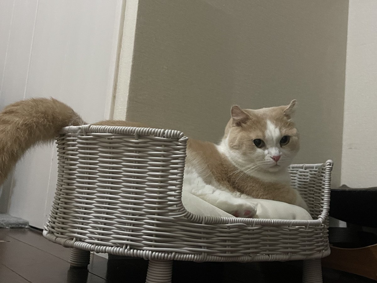 あじゃちゃんと猫🦭🐈 on X: 