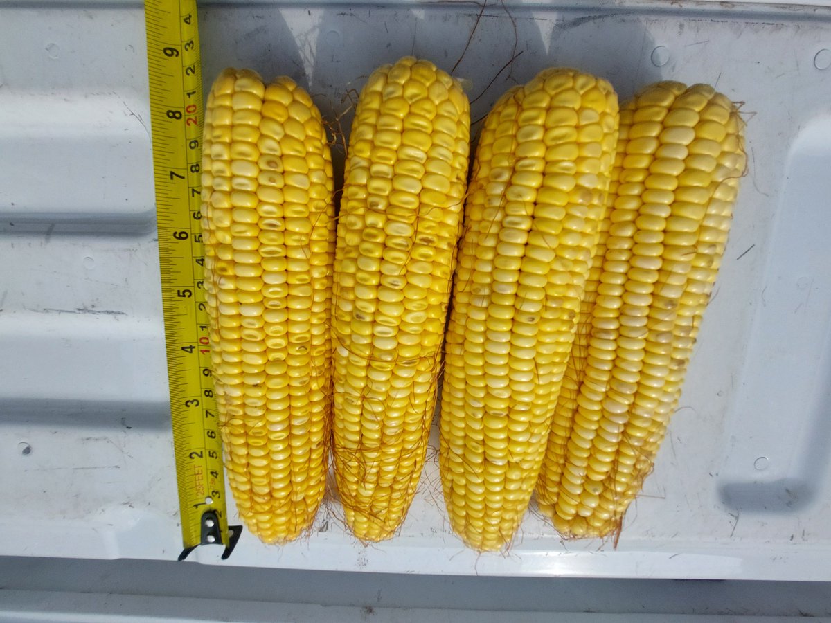 heather miller tweet media