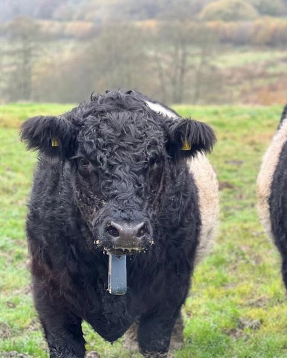 What’s next for Pentwyn? Our two-year Wilder Pentwyn project ends this October, but exciting plans are underway! 🌱 

We’re applying for funding for a new 3-year project connecting people with nature &amp; food. 

Have your say &amp; help shape the future: bit.ly/4lIcxox