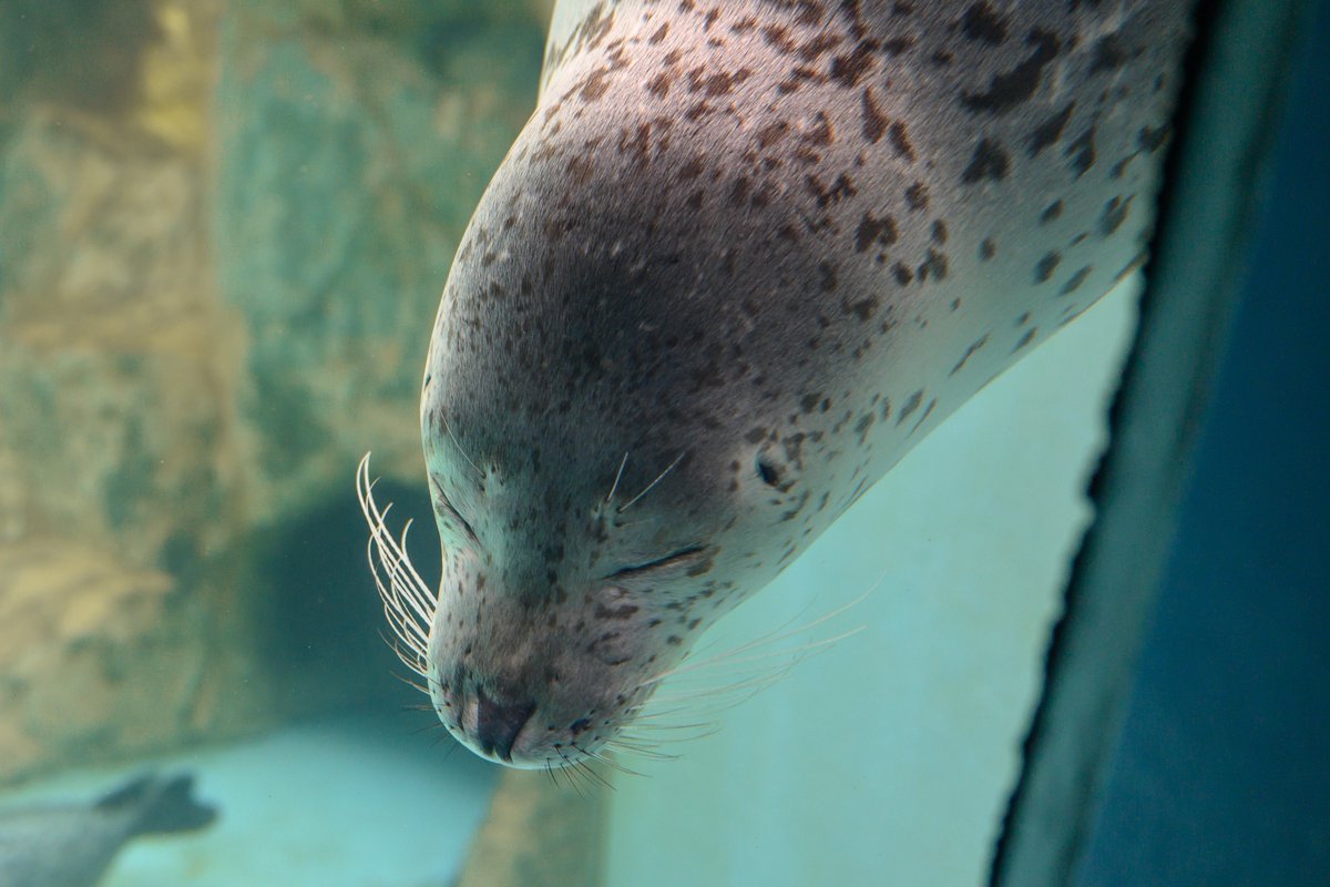 せやねん顔のジャンボ( `ω ´ )
#男鹿水族館 #ジャンボ