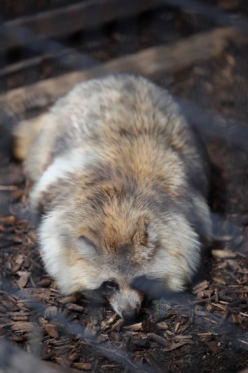 #ムチムチの動物をミチミチに収める