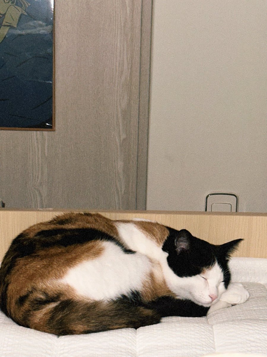 나나가 없었으면 나는 고양이가 달콤하게 잘 때 흐으음~ 하는 소리 내는 것도 평생 몰랐겠지