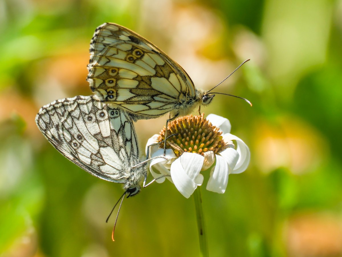 u3a_UK's tweet photo. The beautiful nature photos our members have taken in July and August are up on our website now 📸

See the latest Found in Nature gallery - https://t.co/r6fsyI9i01

📷(clockwise): Richard-Leigh Estuary u3a, Joyce - Poynton u3a, Jane - Crouch End u3a, Karen -Balsall Common u3a https://t.co/mCAf0CjGD8