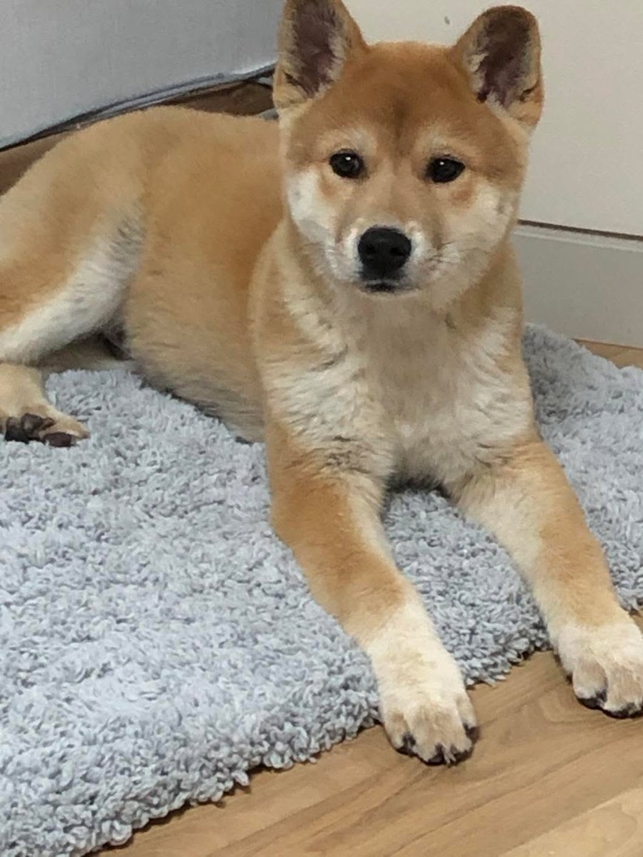 오랜만에 꺼내본 만두 아기 때 사진
약 4-5개월 추정이었는데
냉장고 문 한쪽 만했네요
지금은 그냥 냉장고만 해졌어용🤣