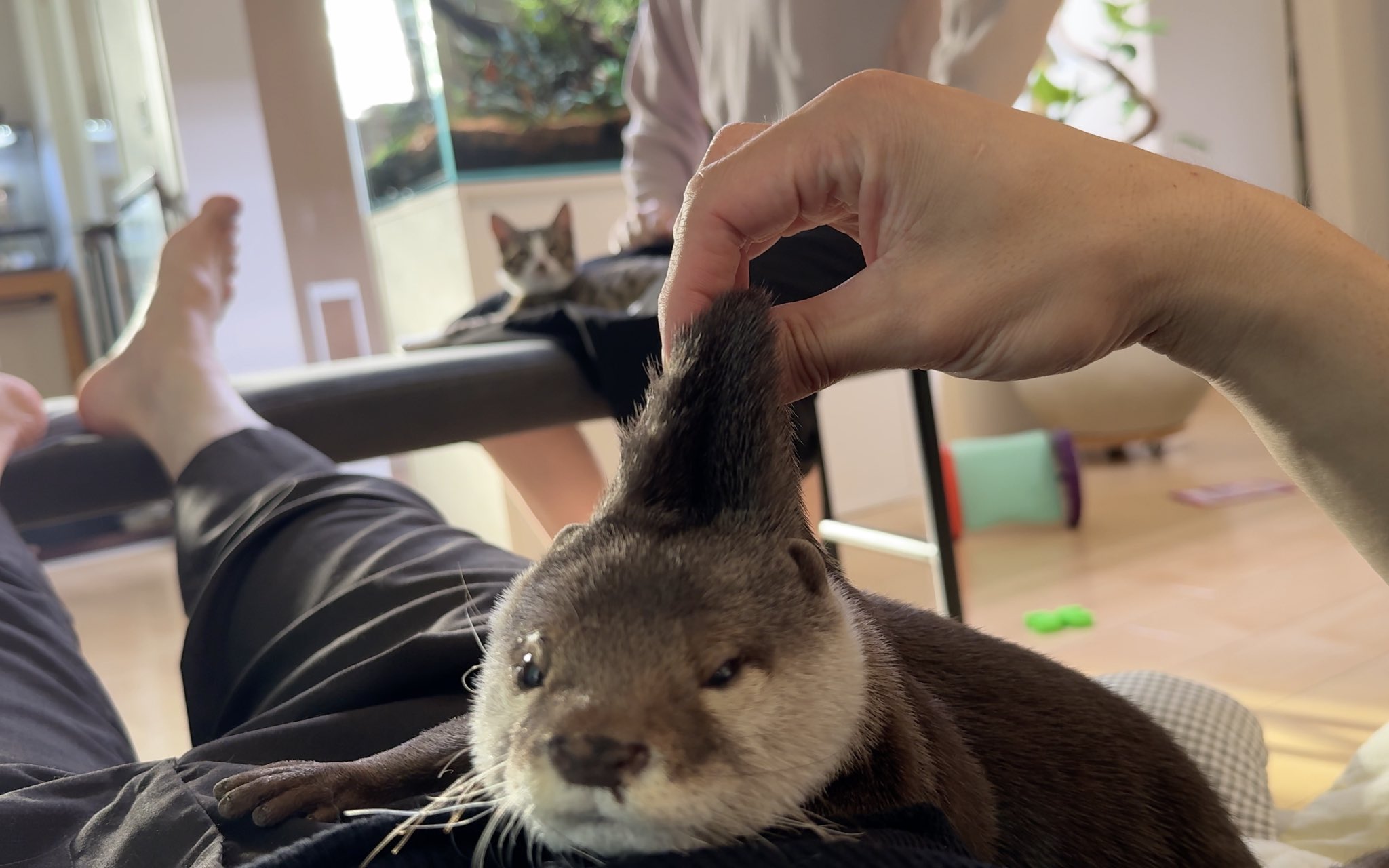 カワウソさくら on X: 