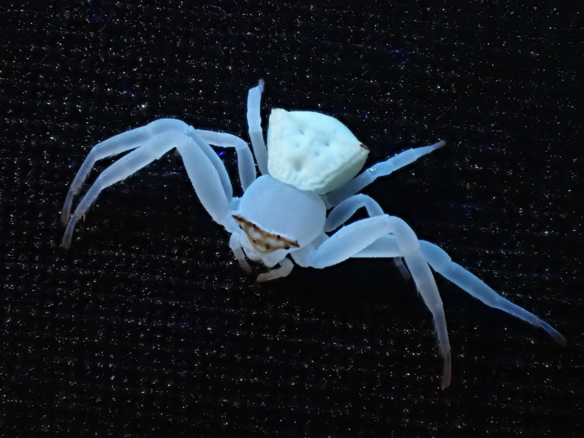 channa7asiatica's tweet photo. まるで星座のようなクモ。

#アヅチグモ　#アズチグモ
#spider  #UV撮影 https://t.co/bfGoY2G7Ve