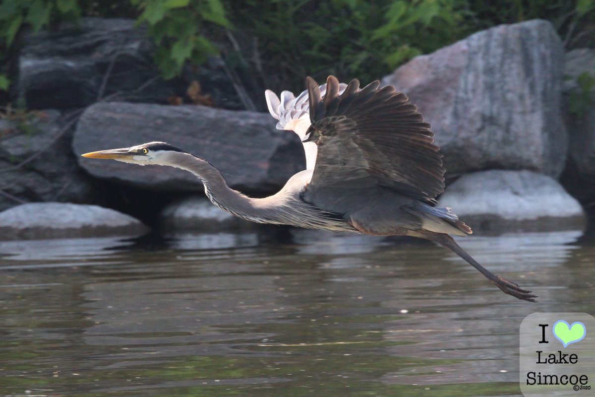 A pretty Great Blue Heron flying above the waters of  #LakeSimcoe