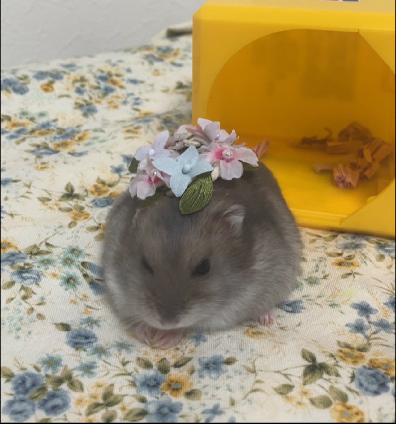 🐹みかん🍊🔔 on X: 