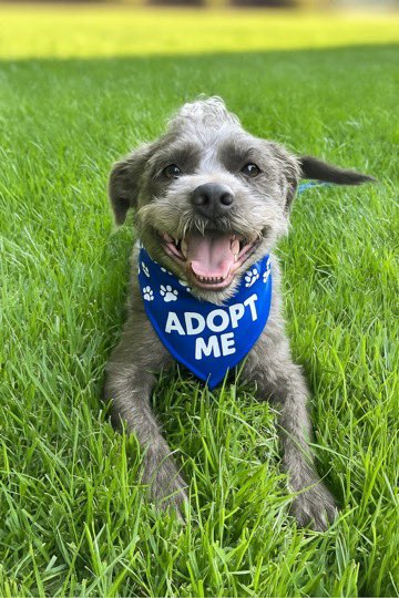 HoundsInPounds's tweet image. Meet Mr. America, the best little guy with the biggest heart! At just 2 years old and 35 pounds, he’s basically the doggy embodiment of sunshine, cozy blankets, and warm hugs.
🏡 Housebroken &amp;amp; crate trained – yes, ma’am, he’s got manners.
👇