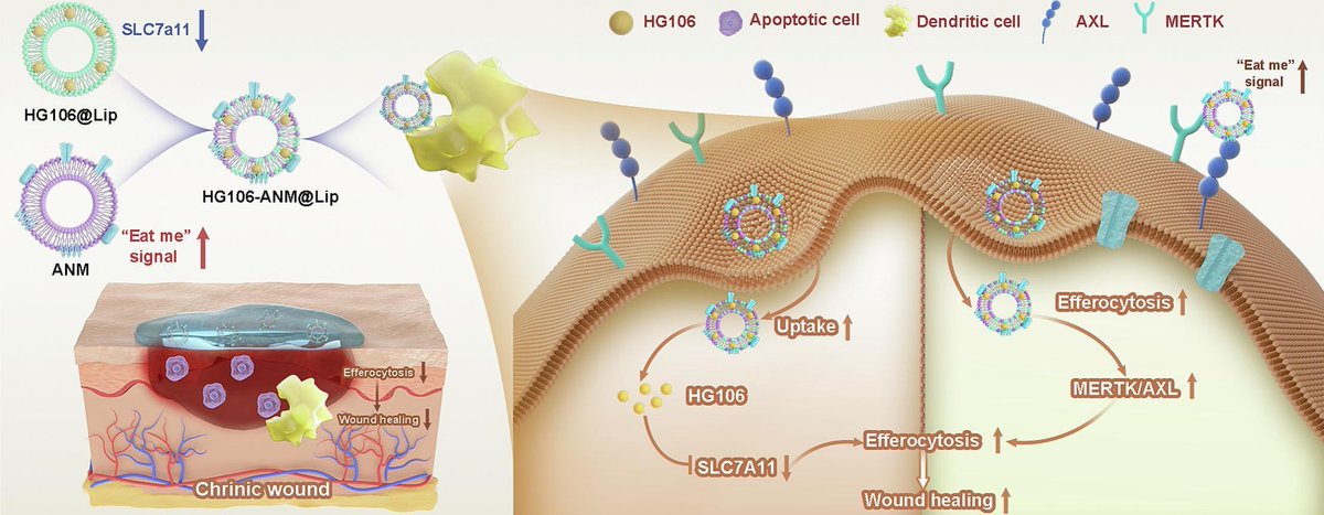 JCRnEDITORS's tweet photo. Apoptotic neutrophil membrane-modified nanoparticles promote wound healing by enhancing efferocytotic capacity of dendritic cells.
| Chenggang Yi @ZJU_China |
[50 days' free access]
#MembraneCoating #neutrophil #liposome #WoundHealing
https://t.co/Q8lLJeRPPi https://t.co/vnd6w2EggN