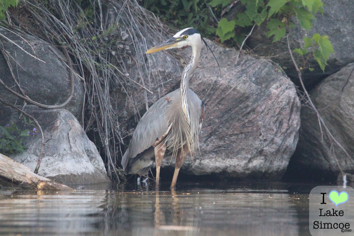 "Are you getting my good side?"

A curious Great Blue Heron on #LakeSimcoe