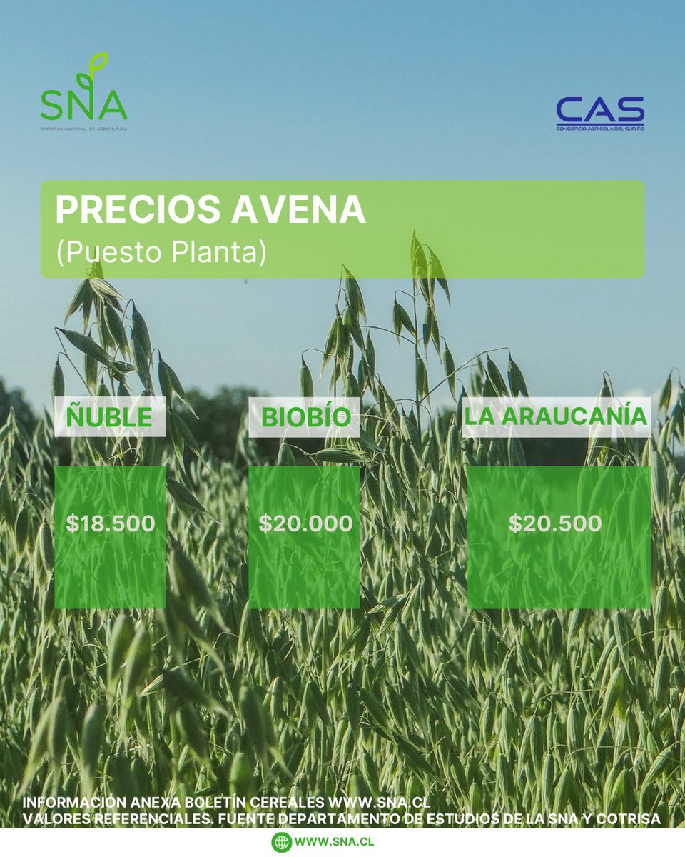 SNA_Chile's tweet image. ¡Atención, agricultores! Desde el Departamento de Estudios de la SNA, con datos de @cotrisa_chile, compartimos los precios actualizados de la avena 
📊Más información en Boletín Cereales disponible en sna.cl/wp-content/upl…