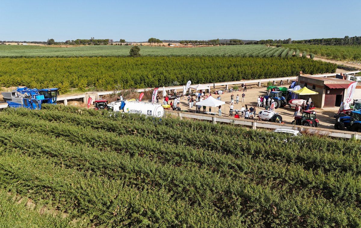 Agromillora_'s tweet image. ¿Más de 2.000 kg/ha de pepita? ¡Sí! 🌱
En la jornada #DemoTour en la Finca Mudéjar (Torrefresneda, Badajoz), +50 profesionales vieron la cosecha mecanizada de #almendro en seto con rendimientos de 2.400 kg/ha (var. Avijor y Penta). 🚜