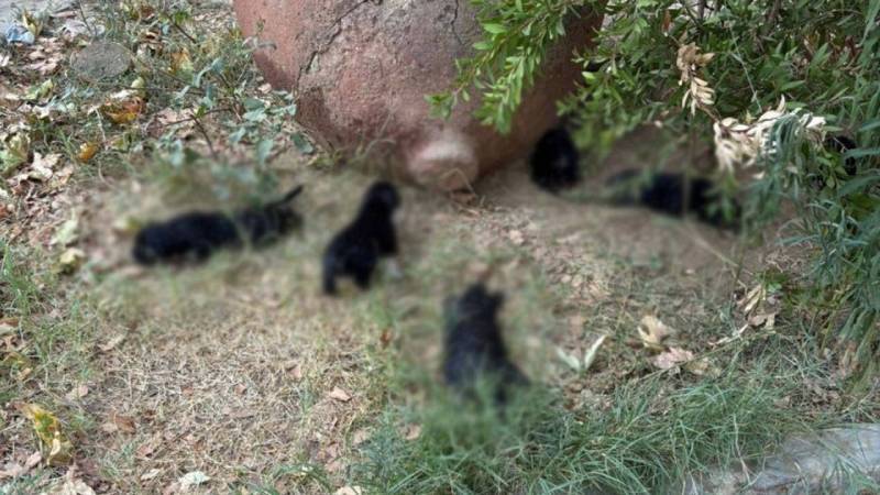 Vicdansızlar acımadı 

İzmir’de hayvan katliamı
10 köpek ve 5 kedi ölü bulundu 
Soruşturma başlatıldı 

Selçuk’un Belevi Mahallesi’nde 10 köpek ve 5 kedi ölü bulundu. Hayvanların zehirlenerek öldürüldüğü iddiası üzerine jandarma ve Tarım İlçe Müdürlüğü ekipleri geniş çaplı