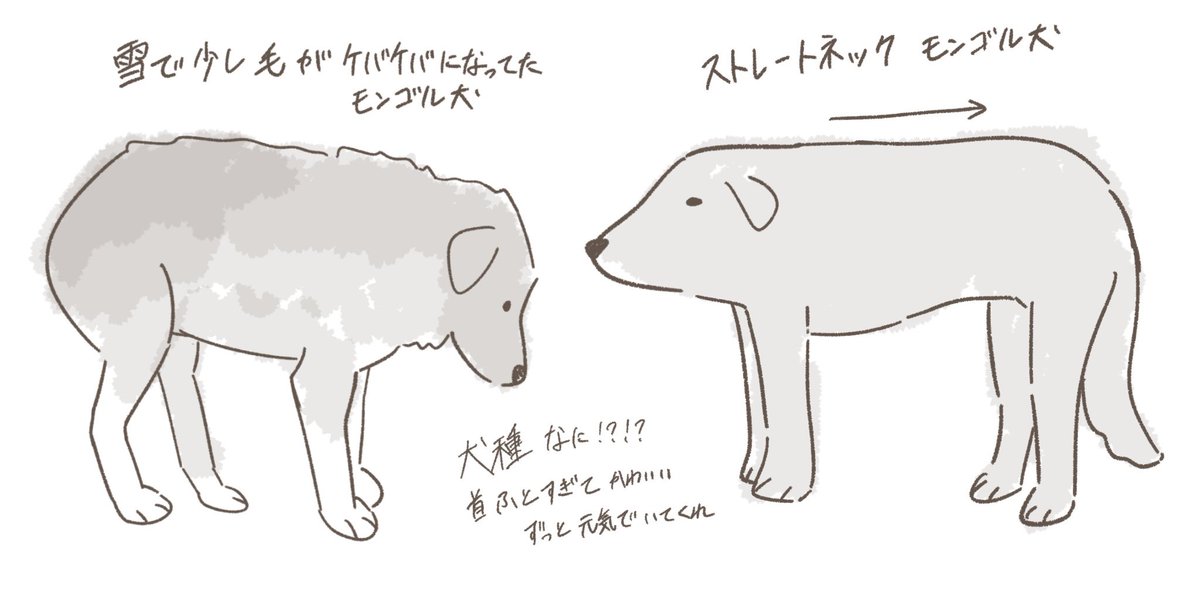 モンゴルの犬😭😭😭😭😭😭