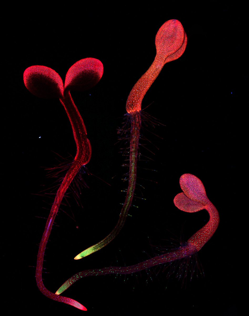 SUMOcode tweet media