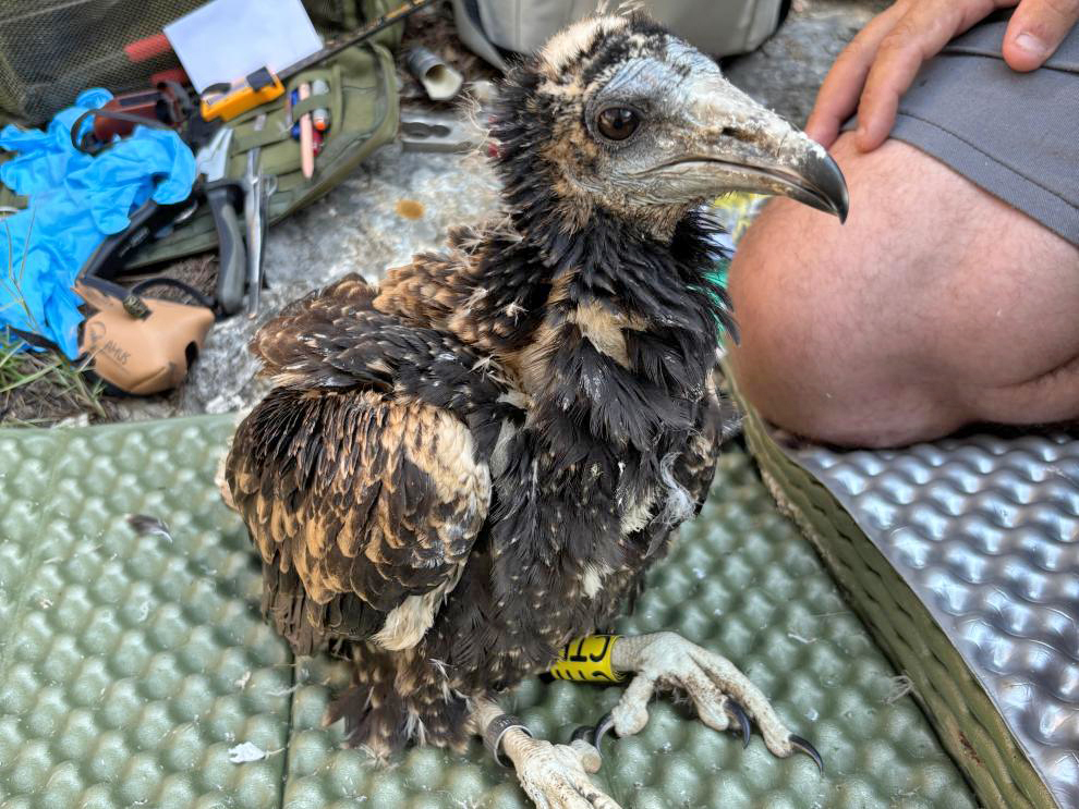 ⭐#Aragón se une a un proyecto nacional para proteger al alimoche 🦅 
<a href="/GobAragon/">Gobierno de Aragón</a>  participa en esta iniciativa para optimizar la conservación esta carroñera  amenazada
ℹ️ Más info en aragonhoy.es/medio-ambiente…
💛🧡Descubre más  birdingaragon.com ⭐️