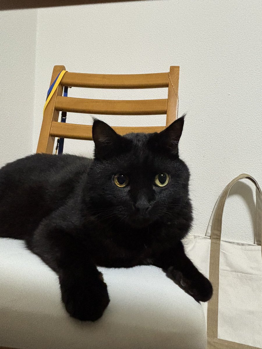 cor2nd's tweet image. ところで
私は今日生まれたのですけど
外では秋の虫が合奏していて
傍に愛猫がいて
幸せです