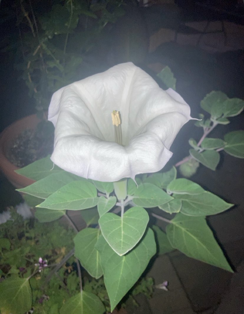 My grandpa sent this picture on Snapchat.. he’s amazing and he gets it