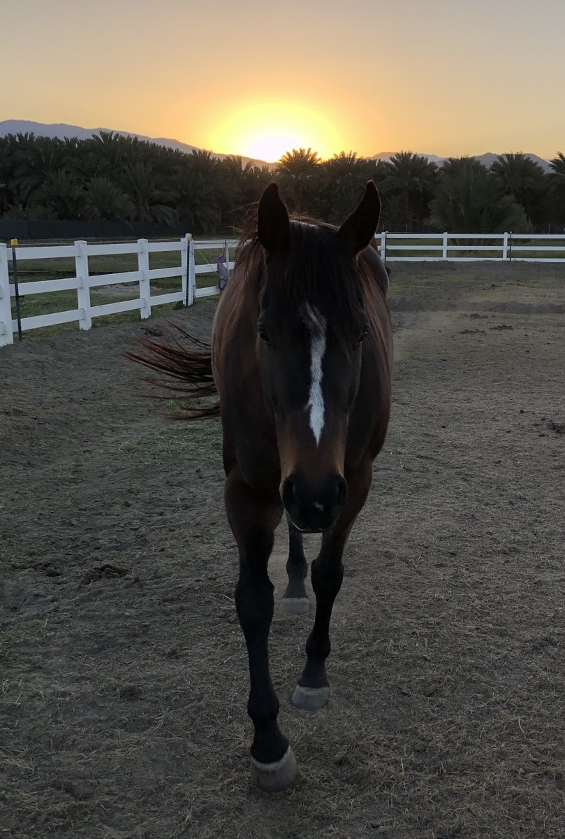 Dramatic Victory became called by her initials, DV, in homage to <a href="/dvdevincentis/">DV DeVincentis</a> , writer of Grosse Pointe Blank and Lay The Favorite, two of our favorite films...