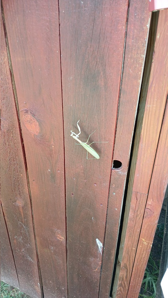 EmDBizzled's tweet image. She must be full from eating her mate.