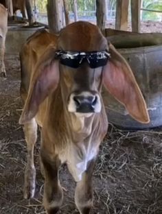 Who knew cows could be the funniest stand-up act on the farm? 🎤🐮 
-
-
coolcowshop.com
-
-
#coolcowshop #FunnyCows #FarmLaughs #MooHumor #HappyCattle #TwitterX #TheX