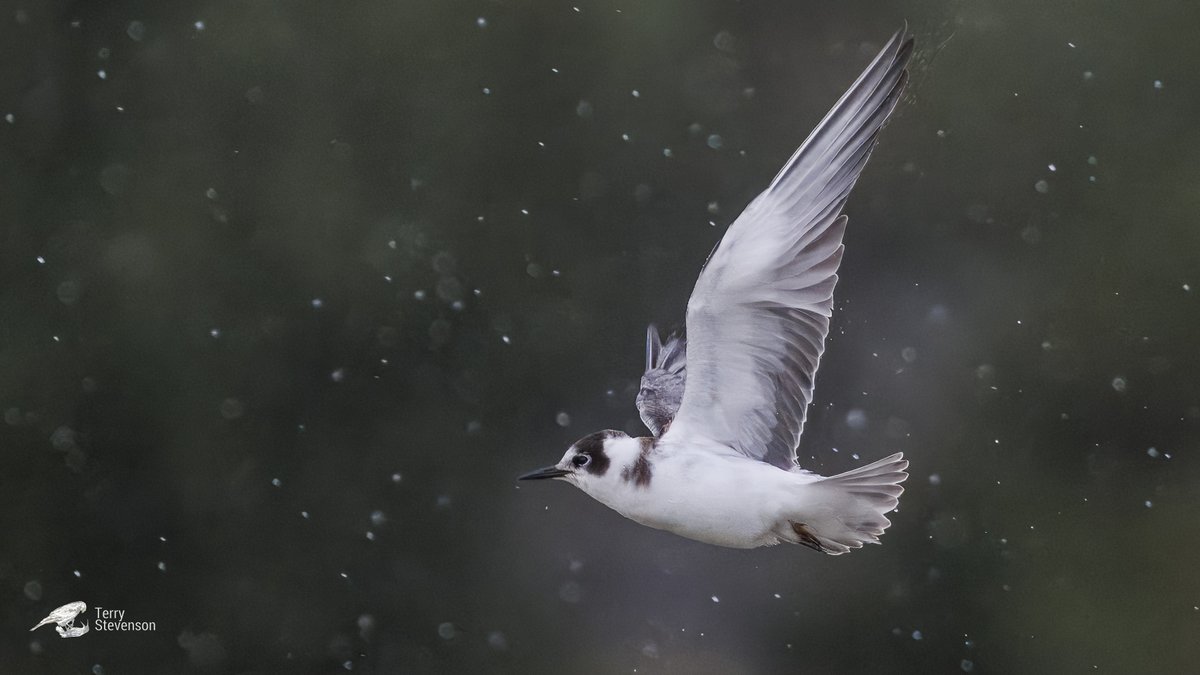 Terry Stevenson (@chulavista21) on Twitter photo A #Black_winged_Tern on the Rushy in the rain this afternoon <a href="/slimbridge_wild/">Slimbridge Sightings</a> #GlosBirds A #Black_winged_Tern on the Rushy in the rain this afternoon <a href="/slimbridge_wild/">Slimbridge Sightings</a> #GlosBirds