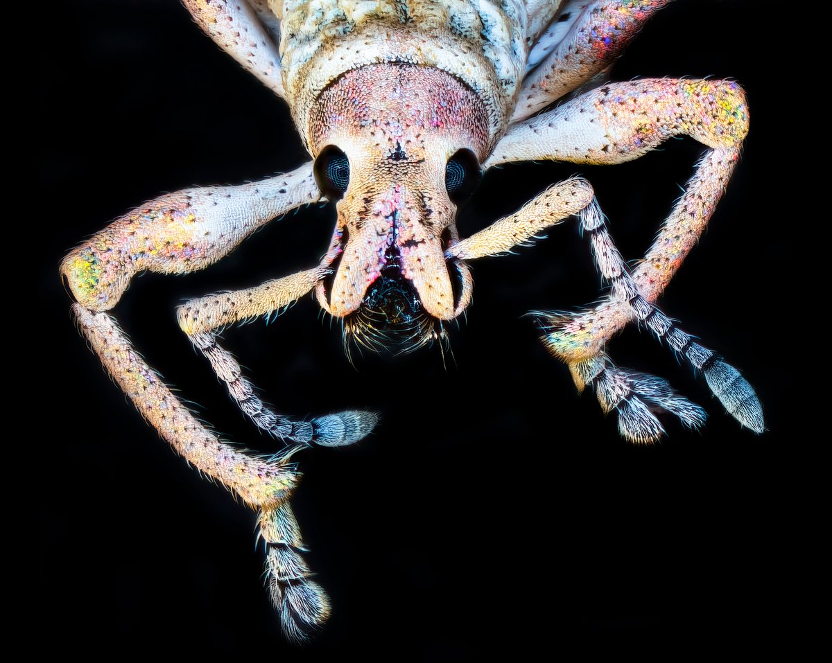 USDA_APHIS's tweet image. 🔎Spotted at U.S. ports: Compsus (broad-nosed weevils)! Some species damage citrus &amp;amp; tea🌿but thanks to APHIS’ National Identification Services (NIS), we catch them early. 
🧬Fun fact: Their colors come from tiny scales, not pigment!
#APHIS #AQI #ProtectingAgriculture